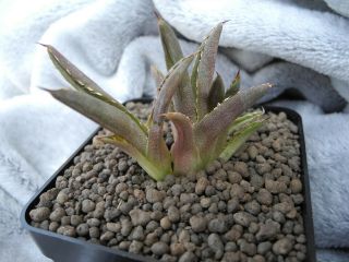 Agave titanota f.  cristata - dichotomic plant - / garden origin / - rare - r - 4