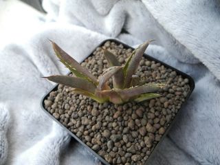 Agave titanota f.  cristata - dichotomic plant - / garden origin / - rare - r - 5