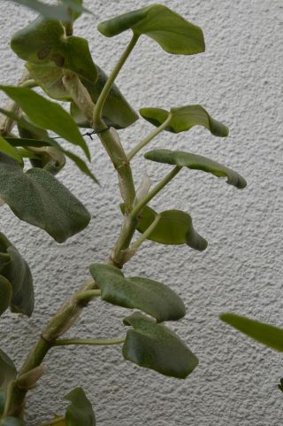 Begonia Venosa 20,  Seeds - Rare Begonia Species