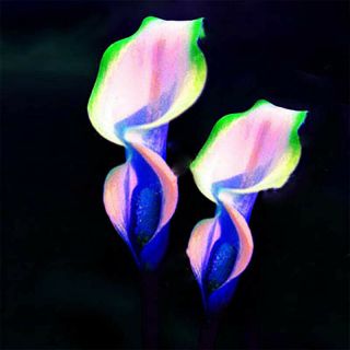 Calla Lily Bulbs,  Air Purification,  Rare Flower Bulbs,  Magic Calla Flower - 10 Bulds
