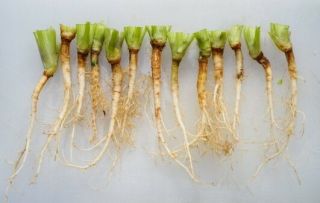 Coriander Root Cilantro 20g Fresh Rare Aromatic Herb Spices Food