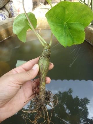 Uncle Chan Jatropha Podagrica Tree Very Rare Buddha Belly Succulent Plant