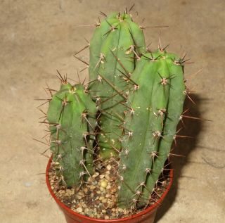 Trichocereus Bridgesii 9cm Rare Cactus Astrophytum Plant Echinopsis Ariocarpus K