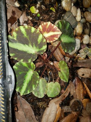 Begonia Cleopatra Rare Terrarium Plant