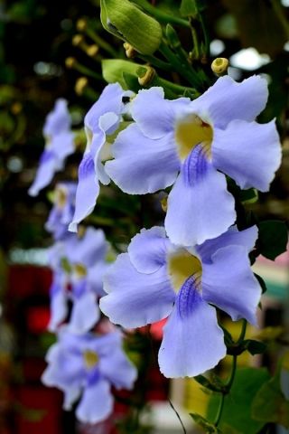Uncle Chan 40 Seed Laurel Clock Vine Seed Rare Thunbergia Laurifolia Blue