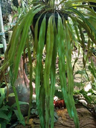 Strap Leafed Fern Pyrrosia Longifolia Spore Rare From Thailand