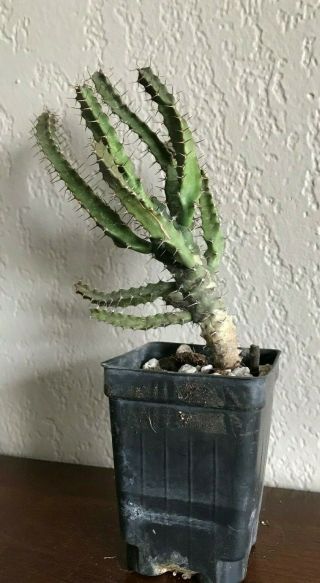 Euphorbia Tetragona Large Rare Succulent Plant Not Cactus