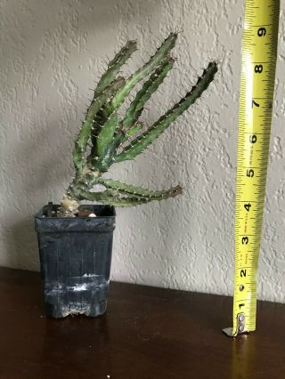Euphorbia tetragona large rare succulent plant not cactus 2