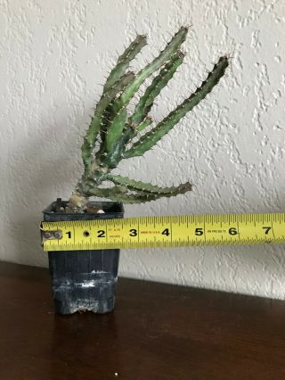 Euphorbia tetragona large rare succulent plant not cactus 3