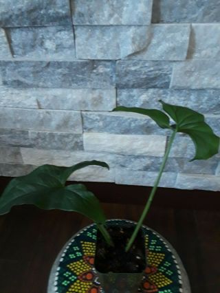 Syngonium Podophylum Non Variegated Arrowhead Plant Houseplant Rare