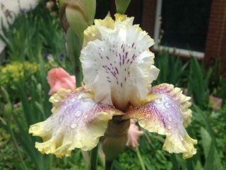 2 Iris Bulbs Perennial Resistant Bearded Easy Grow Fragrant Blooms Gift Rare Top