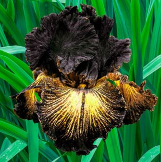 2 Iris Bulbs Perennial Start Bearded Garden Fragrant Resistant Spectacular Rare