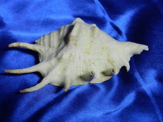 Rare Vintage Conch Sea Shell W/ Tentacles / Arms Creature Vgc Vt2219