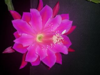 2 Rare Pink Night Blooming Cereus Rooted Plant Dark Pink.  Large Flower