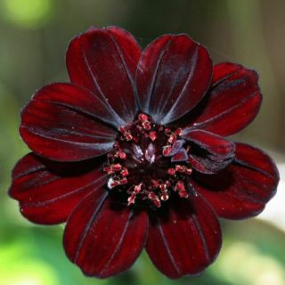 100 Rare Chocolate Cosmos Seeds Cosmos Bipinnatus Calliopsis Flower S036 2