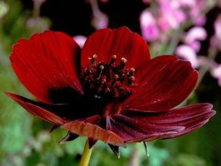 100 Rare Chocolate Cosmos Seeds Cosmos Bipinnatus Calliopsis Flower S036 3