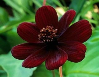 100 Rare Chocolate Cosmos Seeds Cosmos Bipinnatus Calliopsis Flower S036 4