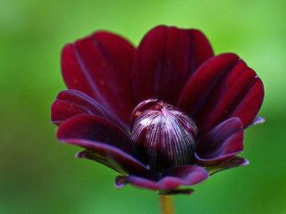 100 Rare Chocolate Cosmos Seeds Cosmos Bipinnatus Calliopsis Flower S036 5