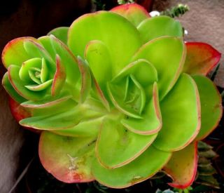 Echeveria Pallida Rare Succulent Hen And Chicks Exotic Cacti Plant Seed 50 Seeds