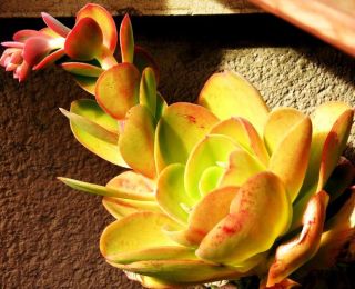 ECHEVERIA PALLIDA rare succulent hen and chicks exotic cacti plant seed 50 SEEDS 2