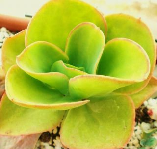 ECHEVERIA PALLIDA rare succulent hen and chicks exotic cacti plant seed 50 SEEDS 3