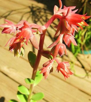 ECHEVERIA PALLIDA rare succulent hen and chicks exotic cacti plant seed 50 SEEDS 4
