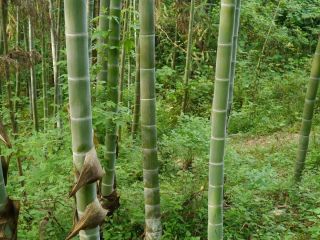 20g Moso Bamboo Hardy Giant Seeds - 4 Pubescens Phyllostachys Edulis Rare