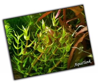 Gratiola Viscidula - Live Aquatic Aquarium Fish Tank Plants Rare