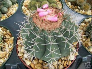 Melocactus Concinnus Exotic Cacti Succulent Outdoors Rare Cactus Seed 50 Seeds