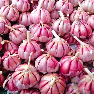 Bonsai Vegetable Seeds Red Garlic Onion Easy To Grow Diy Plant Garden Home Rare
