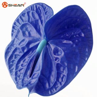 100 Aa Rare Blue Anthurium Seeds Indoor Potted Hydroponic Flowers Plant Seeds