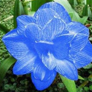 Blue Amaryllis Bulbs Perennial Impressive Resistant Elegant Fragrant Flower Rare
