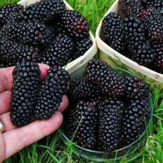 195pcs Real Quality Blackberry Fruit Seeds Rare Fruit Seed For Home Garden Plant