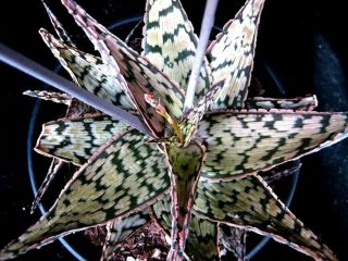 Aloe " Wunderkind " Hybrid Rare / Cactus Succulent