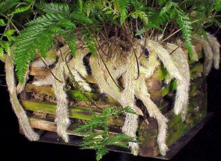 Rare Unusual Ferns White Rabbit 