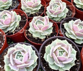 Echeveria Lola Pink Cactus Succulent Rooted White Elegant Rare Live Plant