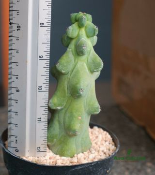 Myrtillocatus Geometrizan Fukurokuryu Totem Rare Cactus Succulent (medium Size)