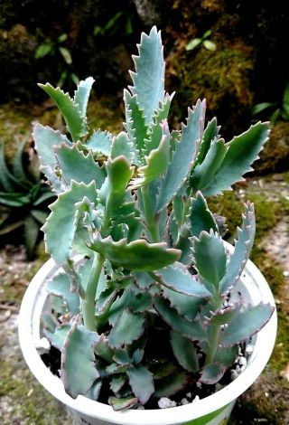 Kalanchoe " Parrot " Hybrid Rare / Cactus Succulent
