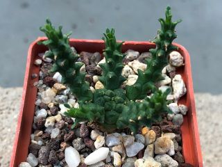 Nataellis E017f,  Euphorbia Gorgonis,  Seedling,  Rare Succulent Caudex Plant.