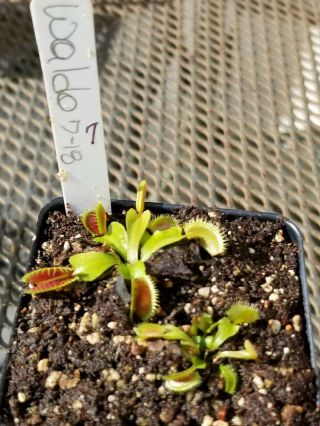 Rare Carnivorous Venus Flytrap Plant " Waldo " 7