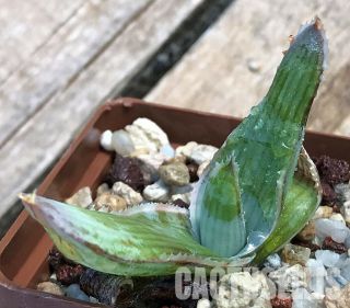 Nataellis E265e Aloe Reynoldsii,  Seedling,  Own Roots,  Rare Succulent Plant