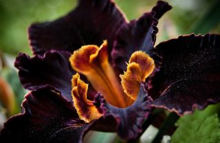 2 Iris Bulbs Rare Perennial Resistant Unique Plants Roots Bloom Splendid Garden