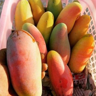 Chan 2 Seed Rainbow Mango Mahachanok Rare Our Garden Fruit Fresh Viable