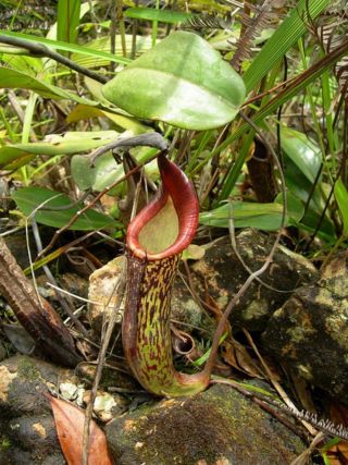 Nepenthes Fusca Sarawak Stunning Pitcher Plant Very Rare 5 Seeds