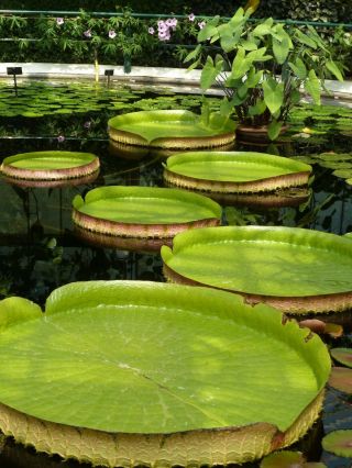 10 Seeds Victoria Amazonica (giant Water Lily,  Royal Water Lily) Rare