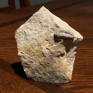 Trilobite American Bug Fossil Illinois Rare Fossil Matrix Death Plate Usa Gift