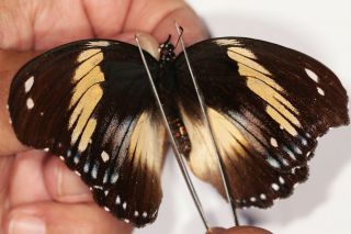 Nymphalidae Hypolimnas Salmacis Magnifica Pair Rare Female From Uganda