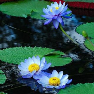 20 Blue Sapphire Lotus Flower Seeds,  Rare Color,  Perfect Yard Plant,  Label: Lotu