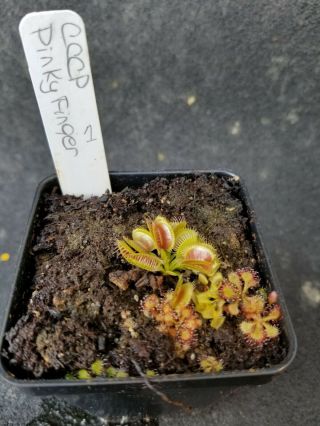 Rare Carnivorous Venus Flytrap Plant " Pinky Finger "