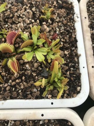 Venus Flytrap Fondue Carnivorous Plant Dionaea Muscipula Rare